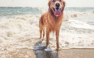 Greenacres Man Arrested After Unleashed Dogs Used in Illegal Hog Hunt