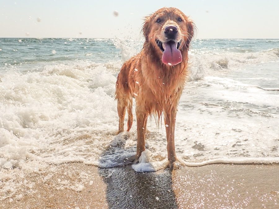 Greenacres Man Arrested After Unleashed Dogs Used in Illegal Hog Hunt