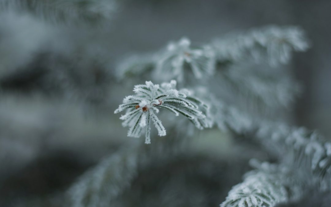 Palm Beach County Activates Emergency Operations as Temperatures Threaten to Drop Into the 20s